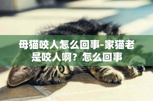 母猫咬人怎么回事-家猫老是咬人啊？怎么回事