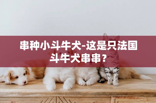 串种小斗牛犬-这是只法国斗牛犬串串？