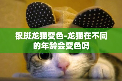 银斑龙猫变色-龙猫在不同的年龄会变色吗