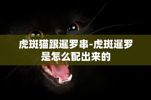 虎斑猫跟暹罗串-虎斑暹罗是怎么配出来的