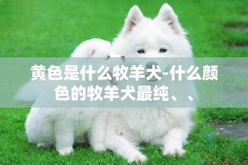 黄色是什么牧羊犬-什么颜色的牧羊犬最纯、、