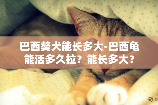 巴西獒犬能长多大-巴西龟能活多久拉？能长多大？