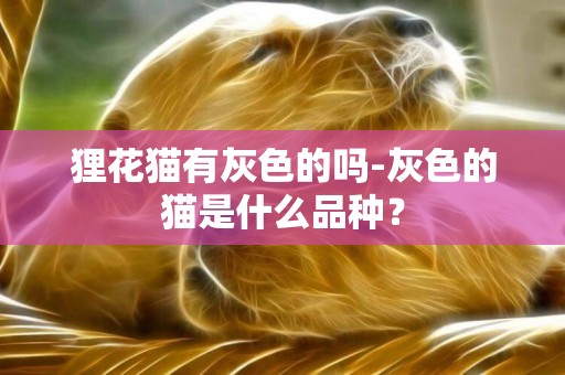 狸花猫有灰色的吗-灰色的猫是什么品种？