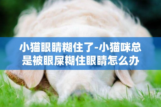 小猫眼睛糊住了-小猫咪总是被眼屎糊住眼睛怎么办