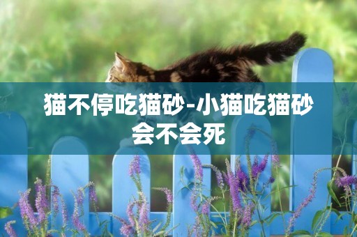 猫不停吃猫砂-小猫吃猫砂会不会死