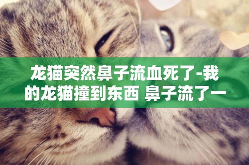 龙猫突然鼻子流血死了-我的龙猫撞到东西 鼻子流了一点点血