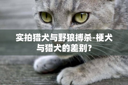 实拍猎犬与野狼搏杀-梗犬与猎犬的差别？