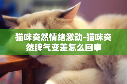 猫咪突然情绪激动-猫咪突然脾气变差怎么回事