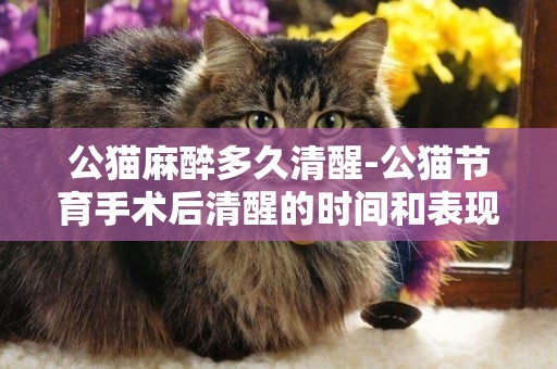 公猫麻醉多久清醒-公猫节育手术后清醒的时间和表现有哪些？