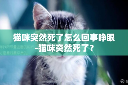 猫咪突然死了怎么回事睁眼-猫咪突然死了？