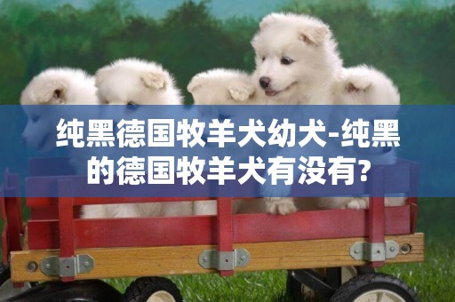 纯黑德国牧羊犬幼犬-纯黑的德国牧羊犬有没有?