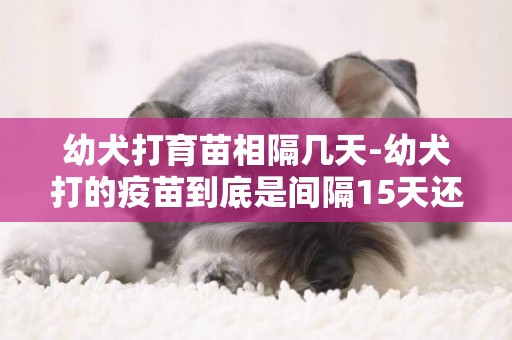 幼犬打育苗相隔几天-幼犬打的疫苗到底是间隔15天还是21天