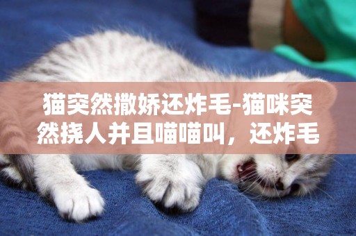 猫突然撒娇还炸毛-猫咪突然挠人并且喵喵叫，还炸毛怎么回事？