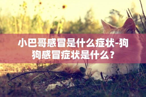 小巴哥感冒是什么症状-狗狗感冒症状是什么？