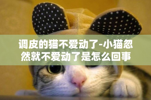 调皮的猫不爱动了-小猫忽然就不爱动了是怎么回事