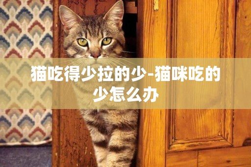 猫吃得少拉的少-猫咪吃的少怎么办