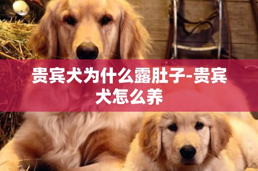 贵宾犬为什么露肚子-贵宾犬怎么养