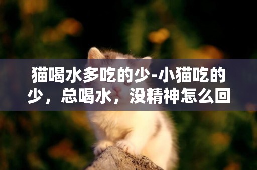 猫喝水多吃的少-小猫吃的少，总喝水，没精神怎么回事