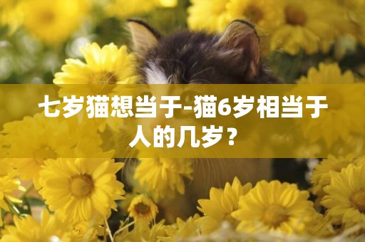 七岁猫想当于-猫6岁相当于人的几岁？