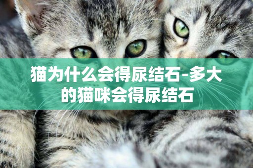 猫为什么会得尿结石-多大的猫咪会得尿结石