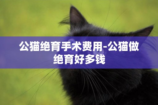 公猫绝育手术费用-公猫做绝育好多钱