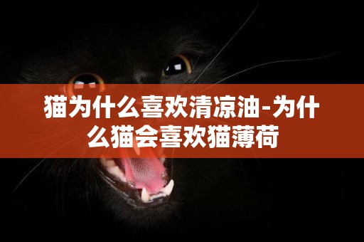 猫为什么喜欢清凉油-为什么猫会喜欢猫薄荷