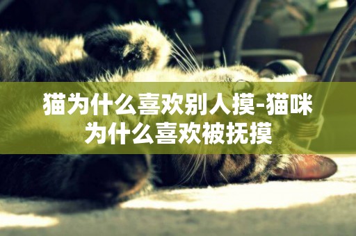 猫为什么喜欢别人摸-猫咪为什么喜欢被抚摸