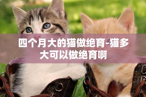 四个月大的猫做绝育-猫多大可以做绝育啊