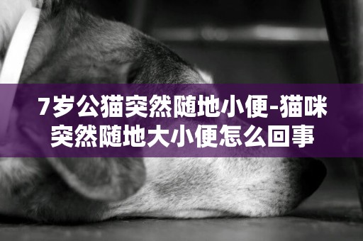 7岁公猫突然随地小便-猫咪突然随地大小便怎么回事