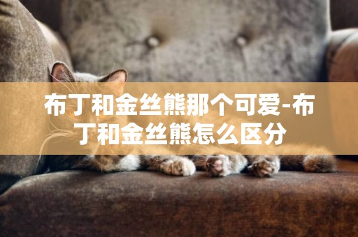 布丁和金丝熊那个可爱-布丁和金丝熊怎么区分