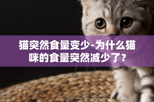 猫突然食量变少-为什么猫咪的食量突然减少了？