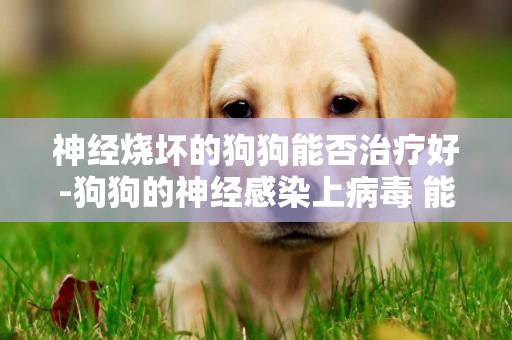 神经烧坏的狗狗能否治疗好-狗狗的神经感染上病毒 能治好吗？