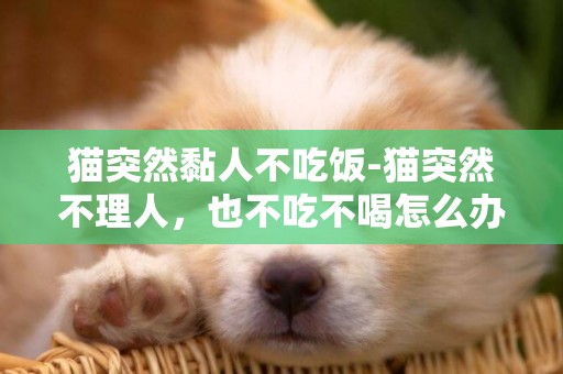 猫突然黏人不吃饭-猫突然不理人，也不吃不喝怎么办？