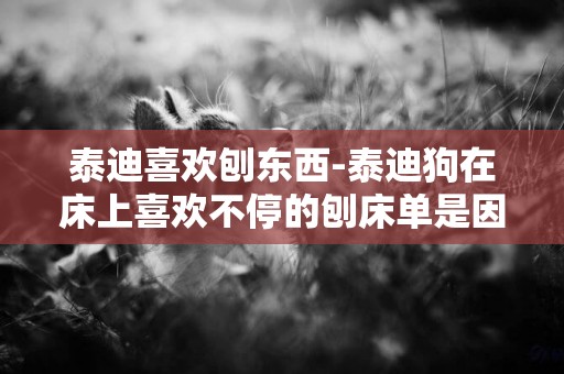 泰迪喜欢刨东西-泰迪狗在床上喜欢不停的刨床单是因为什么原因？