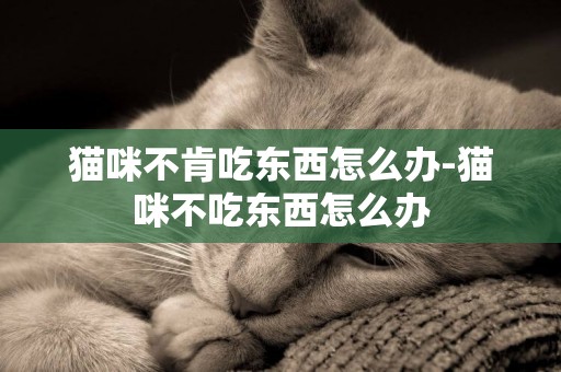 猫咪不肯吃东西怎么办-猫咪不吃东西怎么办