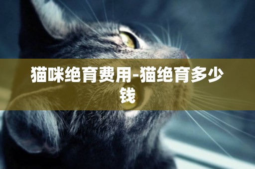 猫咪绝育费用-猫绝育多少钱