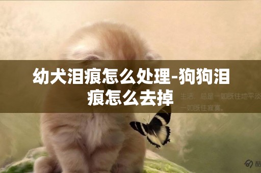 幼犬泪痕怎么处理-狗狗泪痕怎么去掉