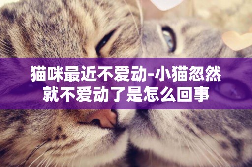 猫咪最近不爱动-小猫忽然就不爱动了是怎么回事