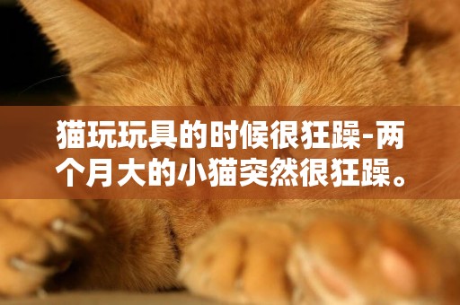 猫玩玩具的时候很狂躁-两个月大的小猫突然很狂躁。求专家解答