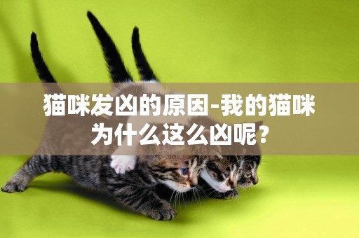 猫咪发凶的原因-我的猫咪为什么这么凶呢？