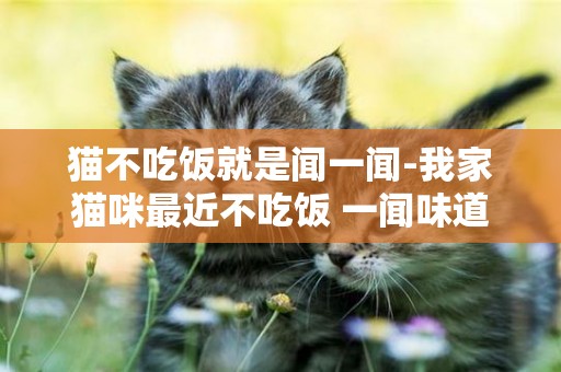 猫不吃饭就是闻一闻-我家猫咪最近不吃饭 一闻味道就走 肚子还扁扁的 这是为什么呀？