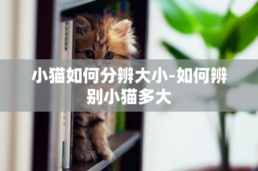 小猫如何分辨大小-如何辨别小猫多大