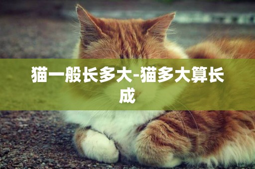 猫一般长多大-猫多大算长成