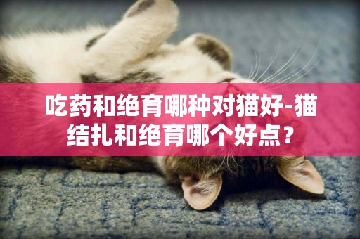 吃药和绝育哪种对猫好-猫结扎和绝育哪个好点？