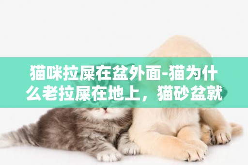 猫咪拉屎在盆外面-猫为什么老拉屎在地上，猫砂盆就在旁边