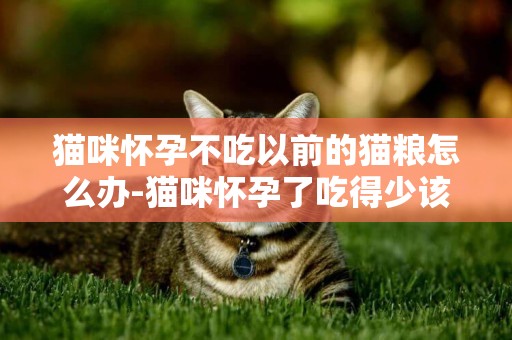 猫咪怀孕不吃以前的猫粮怎么办-猫咪怀孕了吃得少该怎么办，该喂什么才好？