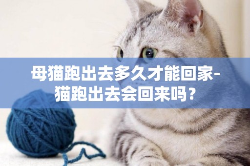 母猫跑出去多久才能回家-猫跑出去会回来吗？