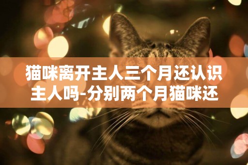 猫咪离开主人三个月还认识主人吗-分别两个月猫咪还记得主人吗