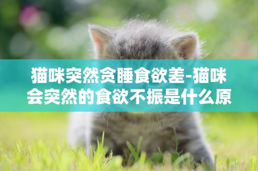 猫咪突然贪睡食欲差-猫咪会突然的食欲不振是什么原因，需要怎么诊治