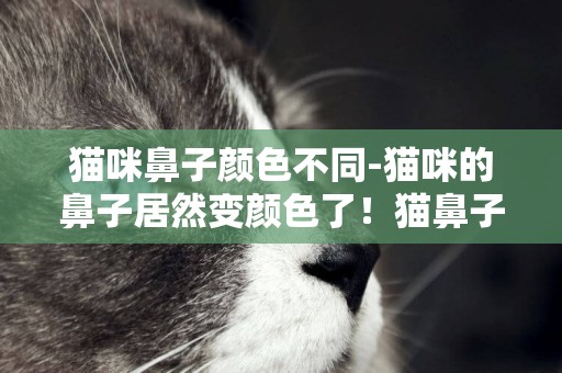 猫咪鼻子颜色不同-猫咪的鼻子居然变颜色了！猫鼻子颜色变苍白贫血，猫的鼻子颜色变浅了